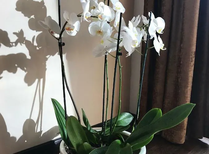 Appartamento Seaside Palanga